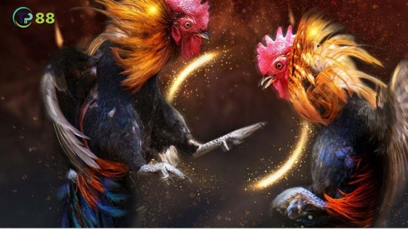 Đá Gà TP88 - Hoạt động giải trí thú vị với trò chơi dân gian lâu đời! 2 nhung-dieu-can-biet-khi-tham-gia-da-ga-tai-nha-cai-tp88