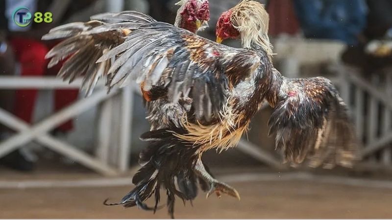 Đá Gà TP88 - Hoạt động giải trí thú vị với trò chơi dân gian lâu đời! 3 nhung-loi-ich-khi-tham-gia-da-ga-tp88
